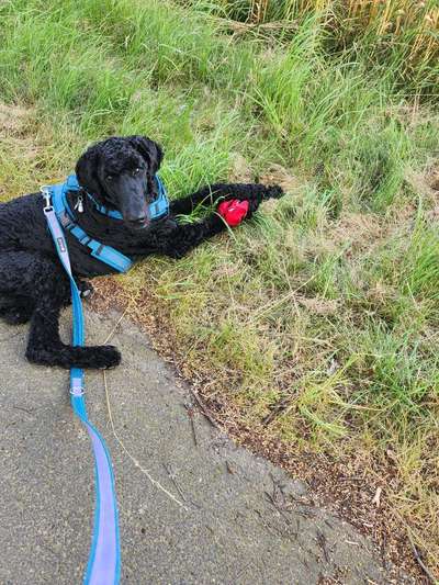 Freddys Kummerkasten-Beitrag-Bild