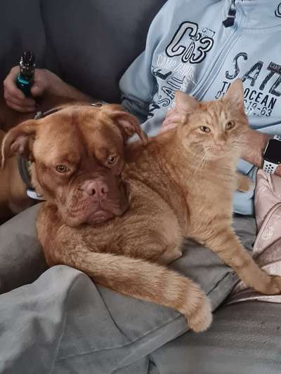 Bordeaux Dogge-Beitrag-Bild