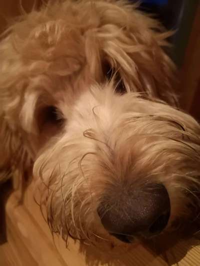 Zeigt mir die tollste Nahaufnahme von eurer Fellnase-Beitrag-Bild