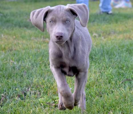 Zeige das lustigste Bild eures Hundis-Beitrag-Bild