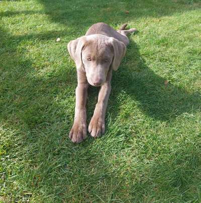 Welpen Bilder !-Beitrag-Bild