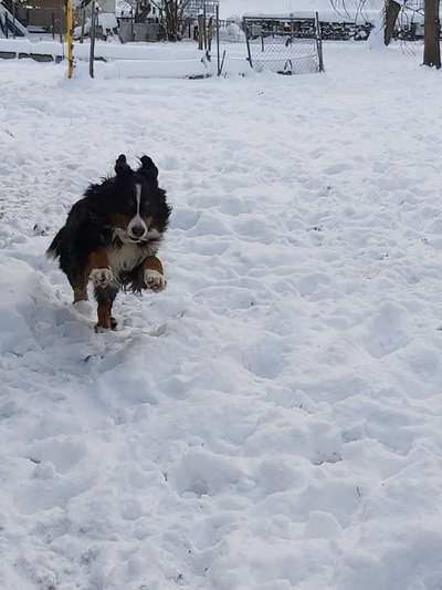 Die Dogorama Kalender Challenge Teil 2/4-Beitrag-Bild