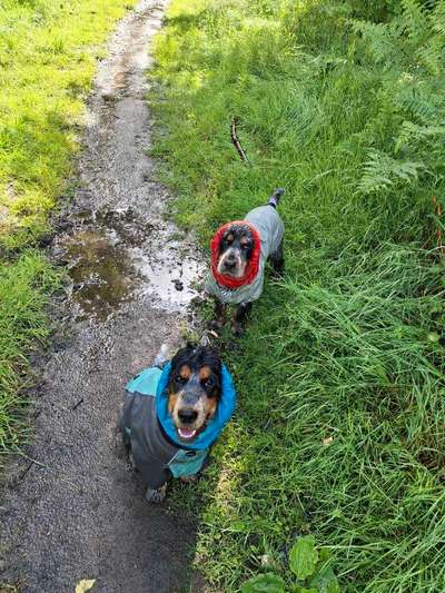 Cocker Spaniel-Beitrag-Bild