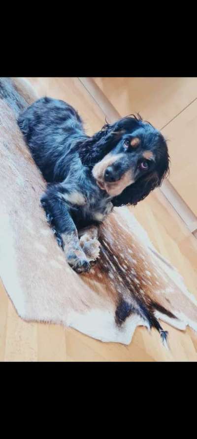 Cocker Spaniel-Beitrag-Bild