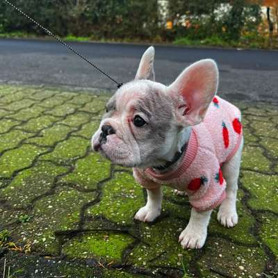 Hundetreffen-Welpen/Bully treffen in Meerbusch-Bild