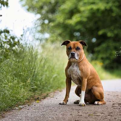 Hundetreffen-suche einen lieben und ruhigen Gassi Partner.-Bild