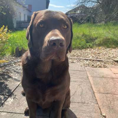 Hundetreffen-Gassi-Profilbild