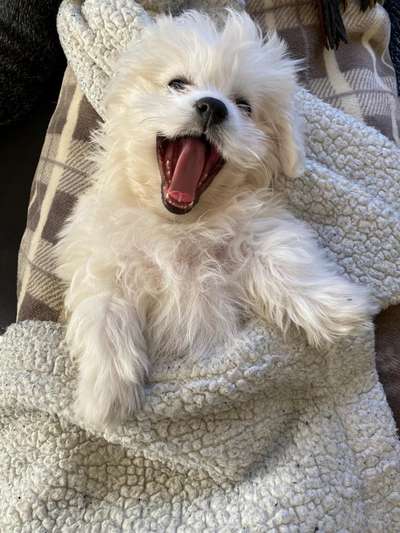 Welpen Bilder !-Beitrag-Bild