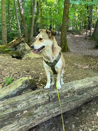 Hundetreffen-Hundekumpel für gemeinsame Spaziergänge gesucht-Bild