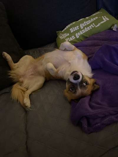 Mischlingshunde Foto Aufruf-Beitrag-Bild