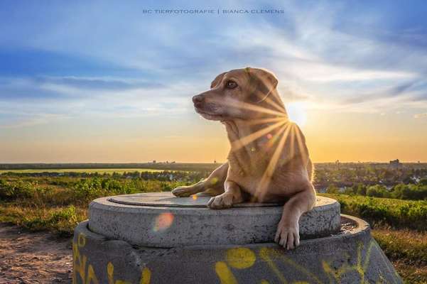 Tierfotografen-BC Tierfotografie -Bild