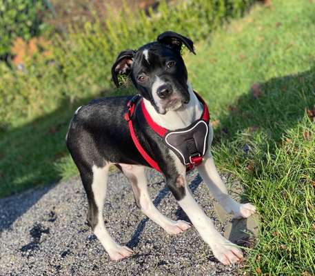 Wirklich ein LabradorBoxer Mischling-Beitrag-Bild