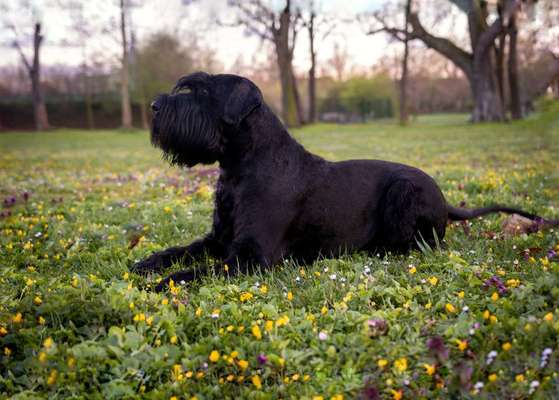 Wo sind die Riesenschnauzer?-Beitrag-Bild