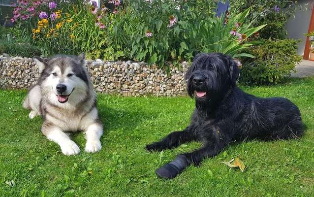 Alaskan Malamute & Riesenschnauzer-Beitrag-Bild