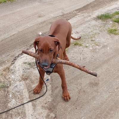 Hundetreffen-Welpentreffen leinburg-Bild