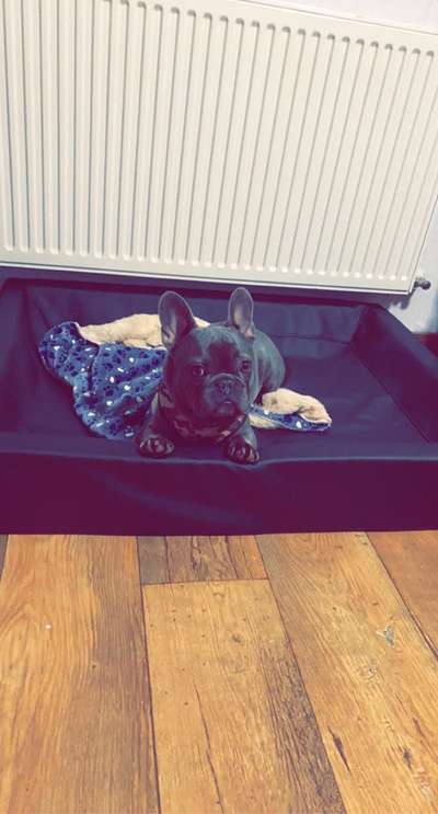 Französische Bulldoggen-Beitrag-Bild