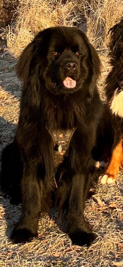 Dogorama Photo Challenge - Hundeblick zum hinschmelzen-Beitrag-Bild