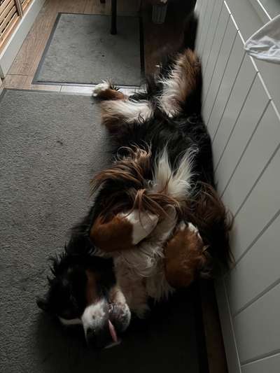 Dogorama Photo Challenge - Hundeblick zum hinschmelzen-Beitrag-Bild