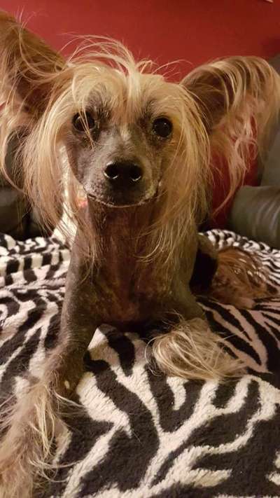 Chinese Crested (Chinesischer Schopfhund)-Beitrag-Bild