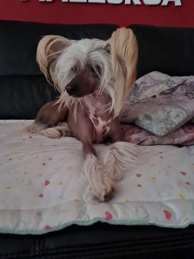 Chinese Crested (Chinesischer Schopfhund)-Beitrag-Bild