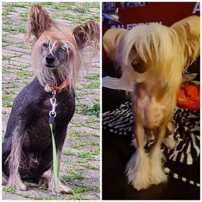 Seltene Rassen!-Beitrag-Bild