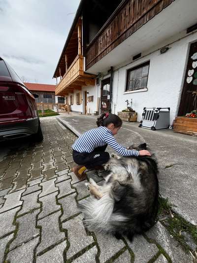 Hundetreffen-Gassirunde für Tochter ( 8 Jahre ) gesucht-Bild