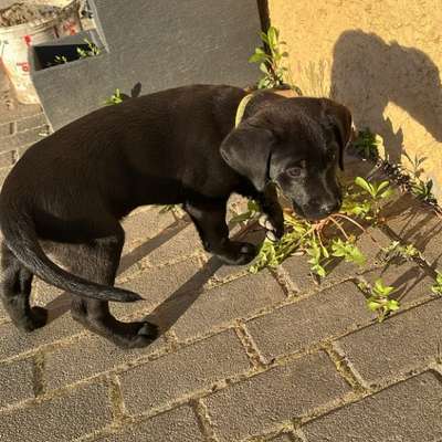 Hundetreffen-Hundetreffen-Bild