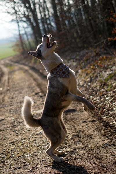 Die Dogorama Wochen Challenge-Beitrag-Bild