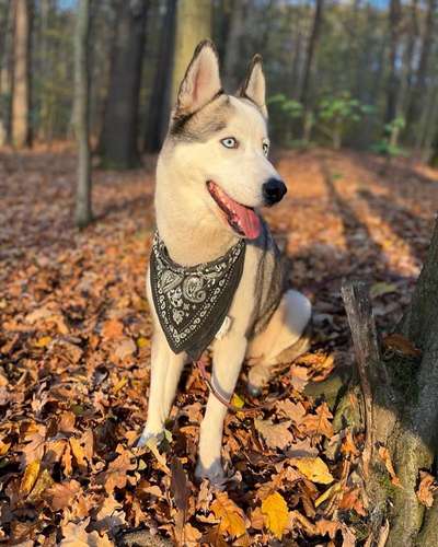 Hundetreffen-Spieletreffen auf dem Hundespielplatz-Bild