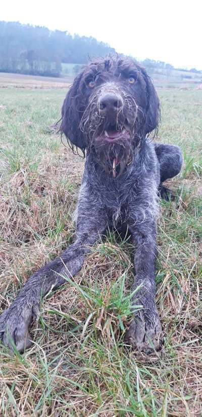 FOTOCHALLENGE 72 - Glücklicher Hund im Schmuddel-Look-Beitrag-Bild