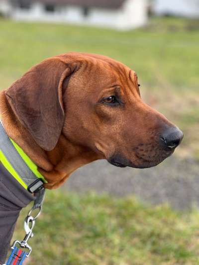 Hunde Porträt (Portrait) Galerie....-Beitrag-Bild