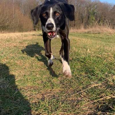 Hundetreffen-Gemeinsame Spaziergänge-Bild