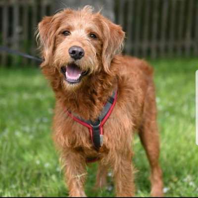 Hundetreffen-Hundefreunde gesucht / Spieletreff-Bild