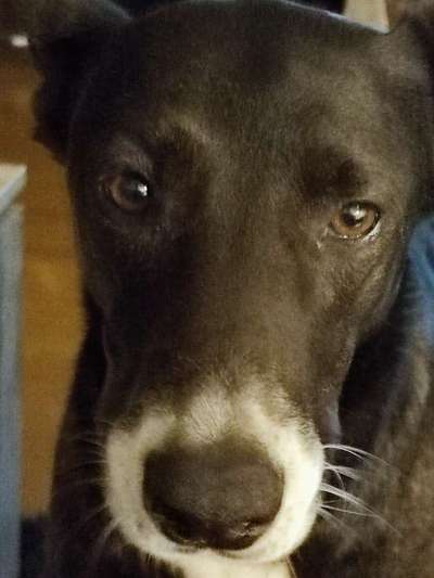 Zeigt mir die tollste Nahaufnahme von eurer Fellnase-Beitrag-Bild