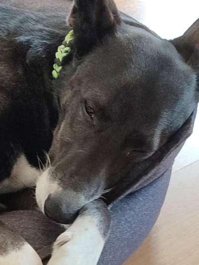 Zeigt mir die tollste Nahaufnahme von eurer Fellnase-Beitrag-Bild