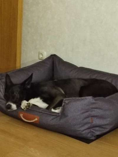 Zeigt mir die tollste Nahaufnahme von eurer Fellnase-Beitrag-Bild