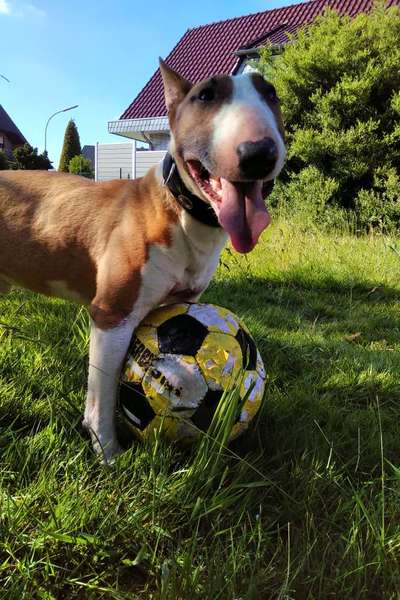 Miniatur Bull Terrier-Beitrag-Bild