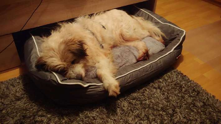 Wo habt ihr eure Hunde her ?-Beitrag-Bild