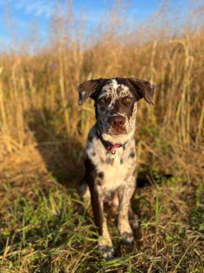 Aussiedors oder Leopard Labrador Gruppe-Beitrag-Bild