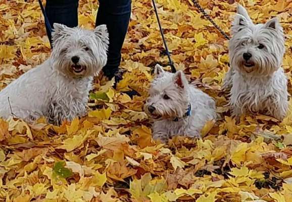 Westhighland white Terrier-Beitrag-Bild