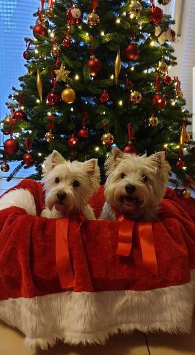 Challenge Nr. 8  Dein Hund im Weihnachtslook-Beitrag-Bild