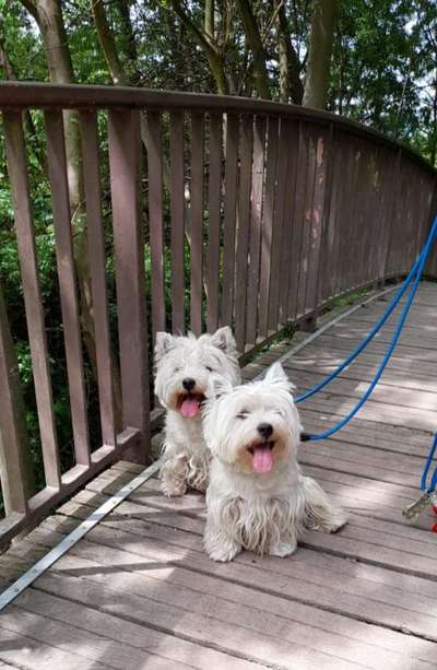 Hundetreffen-Luna und Leo suchen Gassifreunde . ( Bitte nur in unsere größe ) Würden uns freuen-Bild