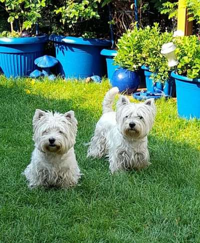 Die Dogorama Kalender Challenge 4/4-Beitrag-Bild