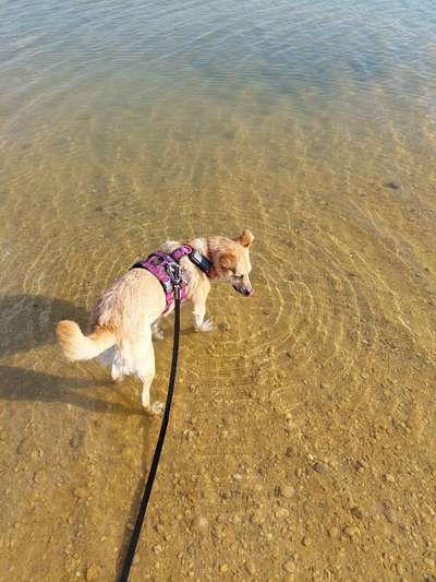 Fressnapf tracker-Beitrag-Bild