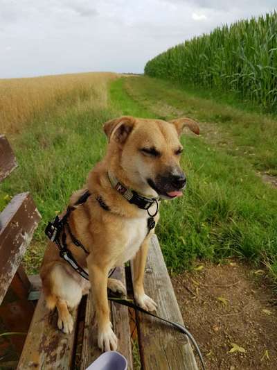 Fotochallenge Nr. 59 - Mein Hund zeigt die Zunge-Beitrag-Bild