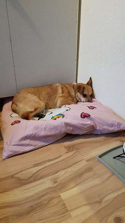 Wie lange sollte ein Hund alleine bleiben?-Beitrag-Bild