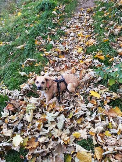 Herbst🍁-Beitrag-Bild