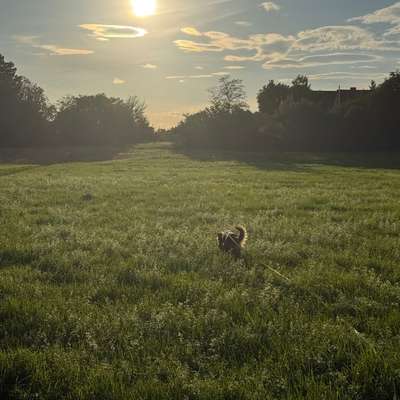 Hundetreffen-Hundekontakt, Spiel- und Gassirunden-Bild