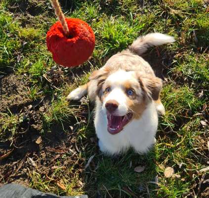 Hundetreffen-Aussie Bub 6 Monate sucht Spielbuddy 🐶-Bild
