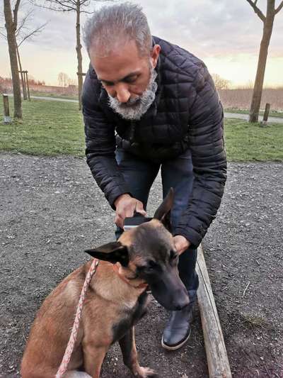 Fellwechsel beim Hund-Beitrag-Bild